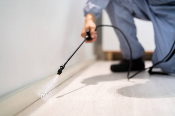Licensed Termite Control service in Canutillo, TX - Nex Pest Control