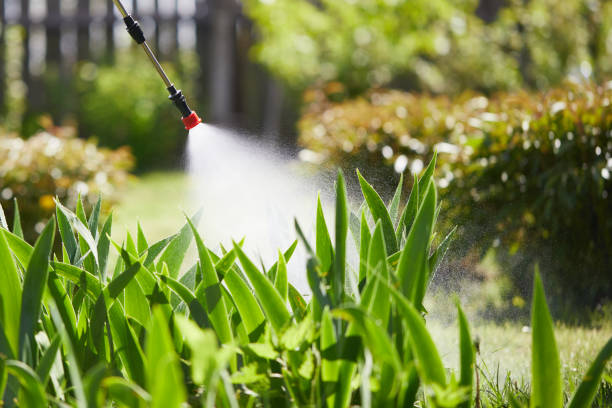 24/7 Emergency Termite Control experts in Canutillo, TX